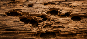 Bois abîmé